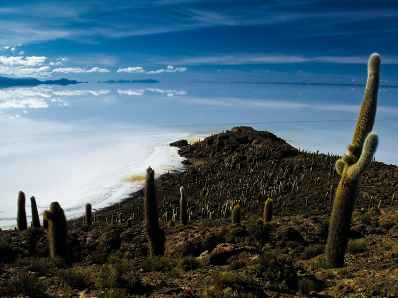 Isla del Pescado - salar de Uyuni