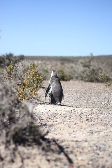 Patagônia Pinguim